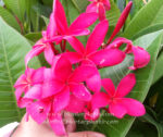 Plumeria "Super Pink" - Image 3