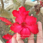 Adenium " Super Red Sirichok "