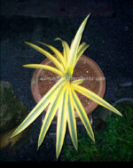 Sansevieria " TAKANA HYBRID Yellow Vareigated " - Image 2