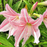 Amaryllidaceae " Star Lily "