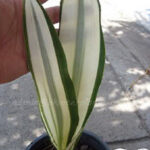 Sansevieria " Beauty Queen "