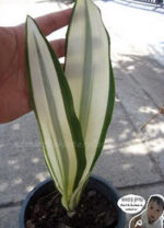 Sansevieria " Beauty Queen "