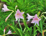 Amaryllidaceae " Star Lily " - Image 3