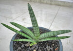 Sansevieria " Draft Bocel " - Image 4