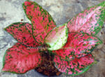 AGLAONEMA " Sweet Strawberry " - Image 3