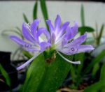 1 Bulb Draft Griffinia liboniana Violet Flower