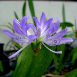 1 Bulb Draft Griffinia liboniana Violet Flower