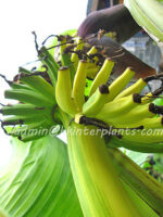 Musa Banana " Acuminata Colla Variegated " - Image 9