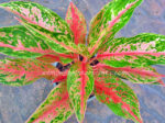 AGLAONEMA " Rich Rich "