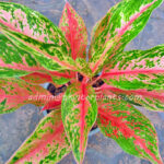 AGLAONEMA " Rich Rich "
