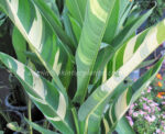 Heliconia " Orange Torch Vareigated LEAF " - Image 4