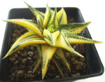 Haworthia limifora Yellow Variegata - Image 5
