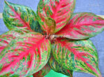 AGLAONEMA " Sombat Siam " - Image 3