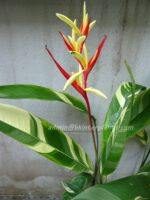 Heliconia " RED FLOWER VARIEGATED " - Image 2