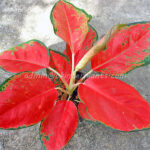 AGLAONEMA " Red Elephant "