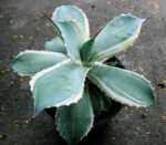 Agave " Potatorum Blue Variegated " - Image 3