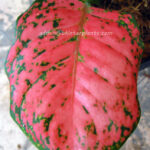 AGLAONEMA " Sweet Strawberry "