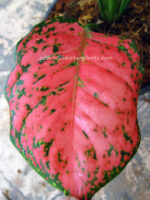 AGLAONEMA " Sweet Strawberry "
