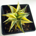 Haworthia limifora Yellow Variegata - Image 4
