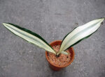 Sansevieria " Beauty Queen " - Image 4