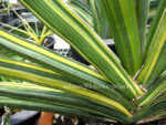 Sansevieria " ROBUSTA FAT Vareigated " - Image 7
