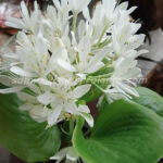 1 Bulb " Cardwell Lily "