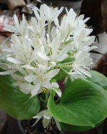 1 Bulb " Cardwell Lily "