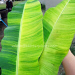 Musa Banana " Acuminata Colla Variegated "