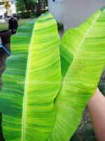 Musa Banana " Acuminata Colla Variegated "