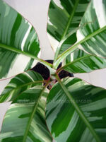 5 Plants Musa Banana Florida Variegated - Image 2