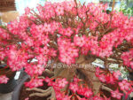Adenium " DIAMOND CROWN " - Image 2