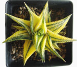 Haworthia limifora Yellow Variegata