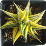 Haworthia limifora Yellow Variegata