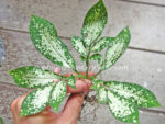 1 Bulb Amorphophallus Compact Super Variegated