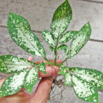1 Bulb Amorphophallus Compact Super Variegated
