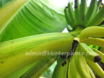 Musa Banana " Acuminata Colla Variegated " - Image 8