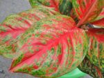 AGLAONEMA " Sombat Siam " - Image 2