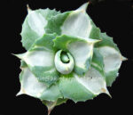 Agave " Ohi Variegated " - Image 2