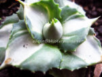 Agave " Ohi Variegated "