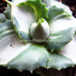 Agave " Ohi Variegated "