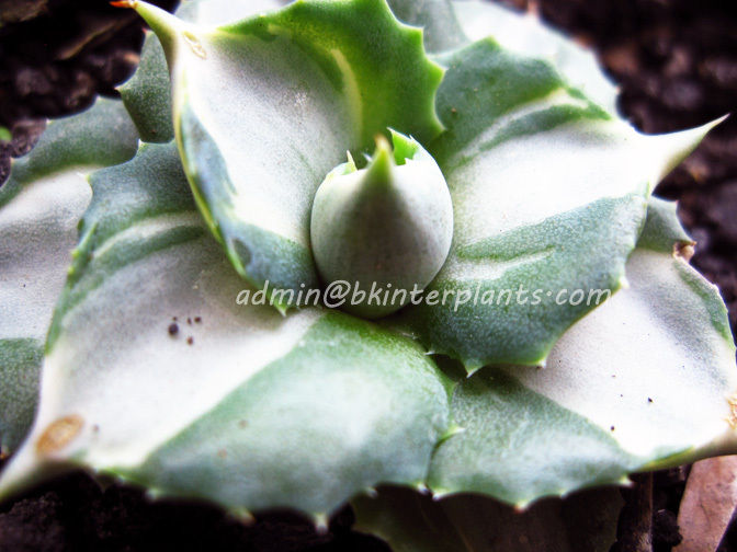 t2ec16r_e9s2fchwebrc_fzf9cg_60_57.jpg Agave " Ohi Variegated " - Image 1