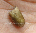 10 Seeds " Amorphophallus " - Image 2