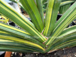 Sansevieria " ROBUSTA FAT Vareigated " - Image 6