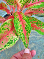 AGLAONEMA " Rich Rich " - Image 4