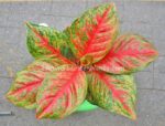 AGLAONEMA " Sombat Siam "