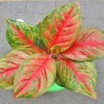 AGLAONEMA " Sombat Siam "