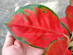 AGLAONEMA " Red Elephant " - Image 3