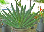 Sansevieria " Draft Bocel "