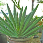 Sansevieria " Draft Bocel "