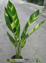 Heliconia " Orange Torch Vareigated LEAF " - Image 3